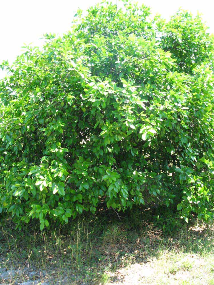            Habit (Winter Haven, FL)   